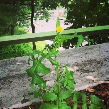 Maror leaves; Sonchus <i>oleraceus</i> (photo: spontaneousurbanplants.org)